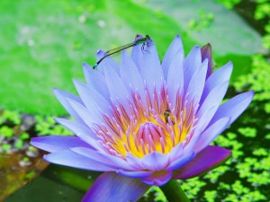 shutterstock_lily with dragonfly and bee