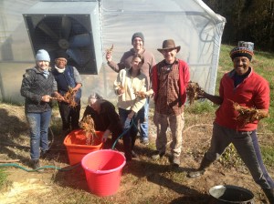 Our fall 2012 class with Will's Wild Herbs.  We are processing calamus. 